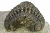 Detailed Austerops Trilobite - Ofaten, Morocco #275240-1